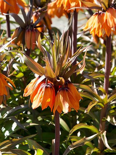 FRITILLARIA IMP. SUNSET