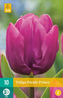 TULIPE CANDY PURPLE PRINCE MIX