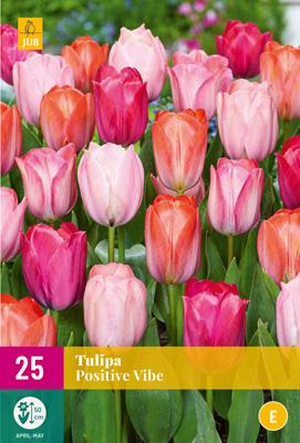 TULIPE POSITIVE VIBE