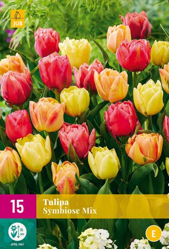 TULIPE SYMBIOSE MIX