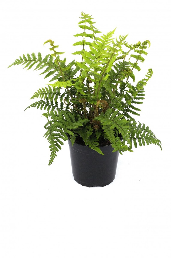 Dryopteris affinis
