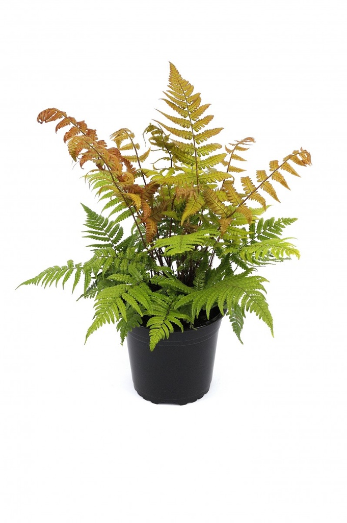 Dryopteris lepidopoda