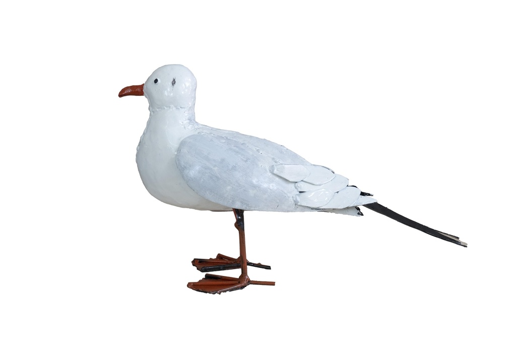 Mouette  Au Sol Ailes Fermées