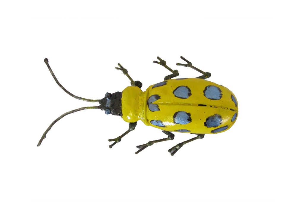Concombre À Pois