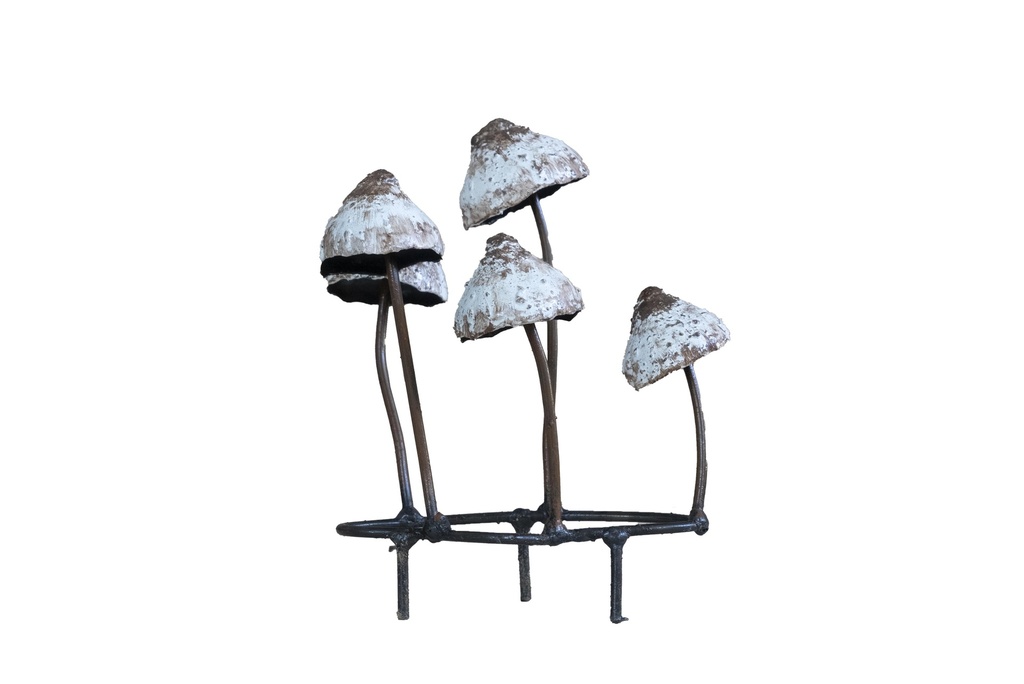 Champignon Psilocybe