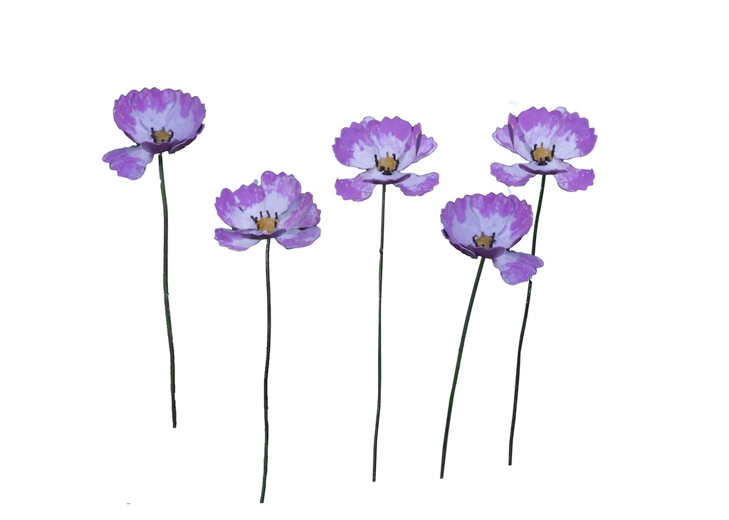 Cosmos A&P