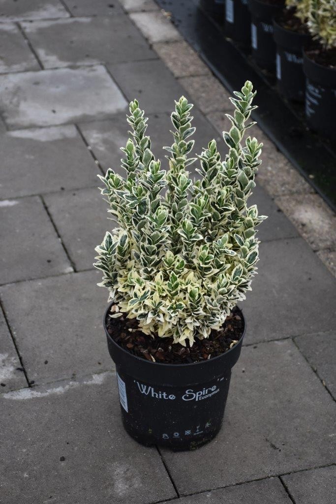 Euonymus 'White Spire'