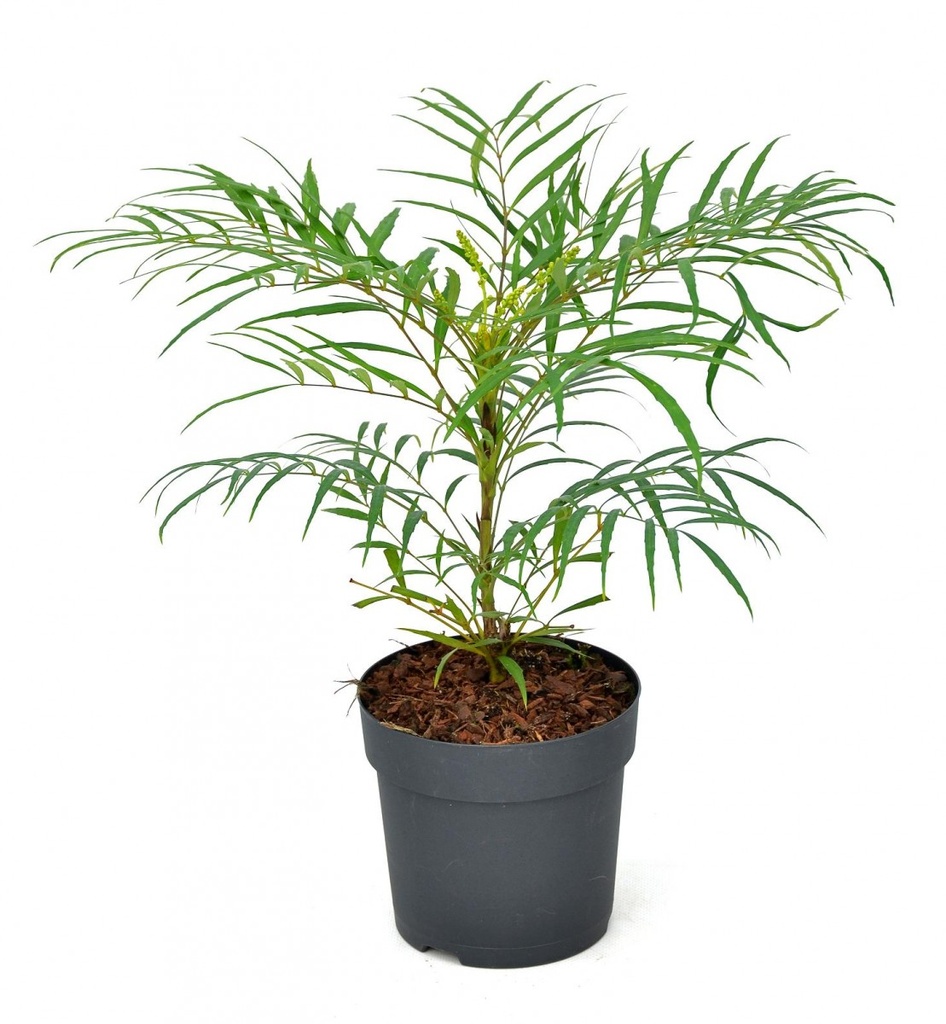 Mahonia eurybracteata 'Soft Caress'®