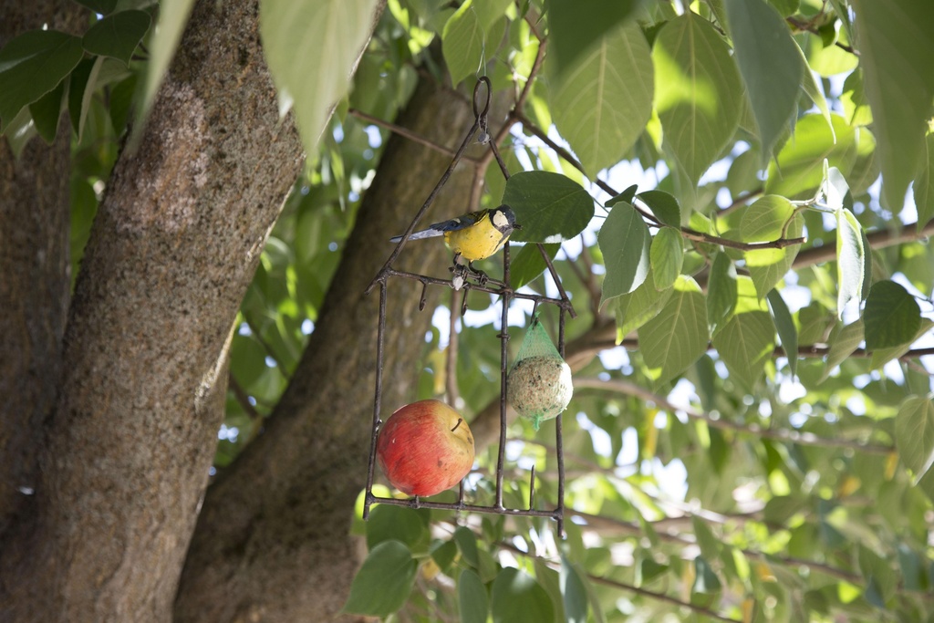Porte Graisse Mésange