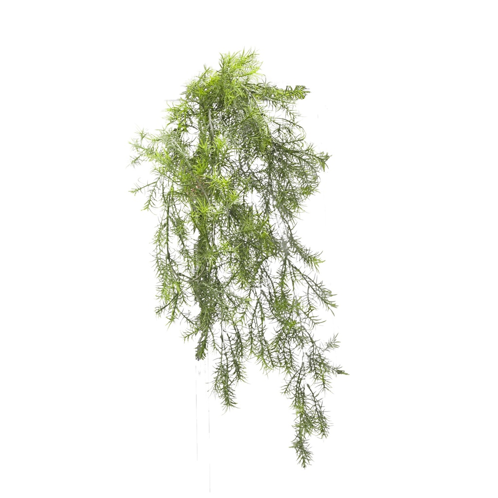 Asparagus sprengeri à suspendre artificiel