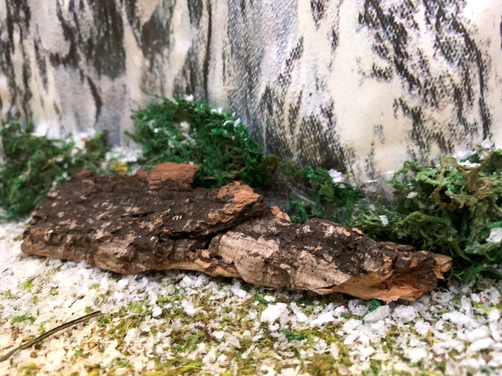 Ecorce