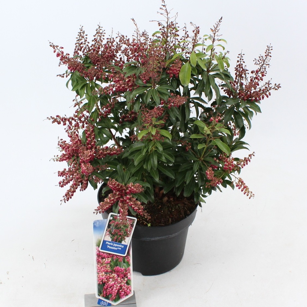 Pieris 'Passion'