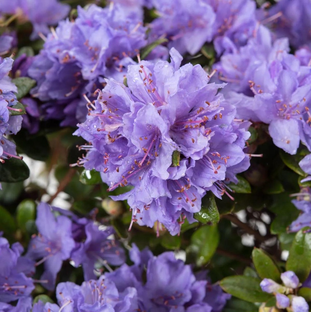 Rhododendron repens 'Moerheim'