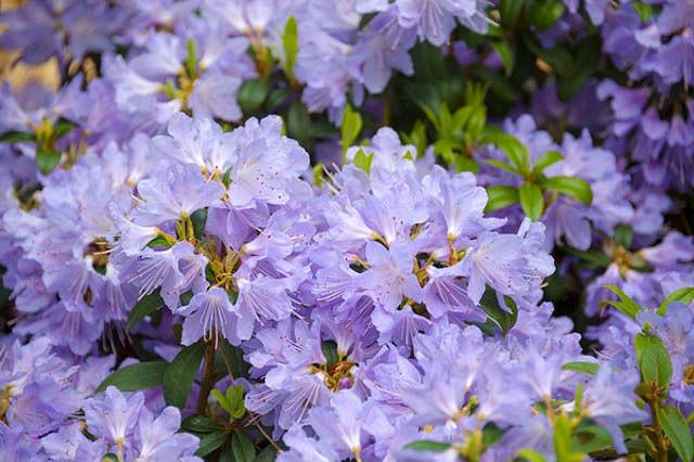 Rhododendron 'Blue Tit'
