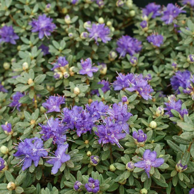 Rhododendron 'Azurica'