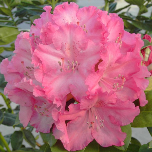 Rhododendron 'Germania'
