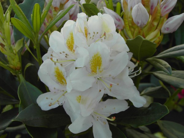 Rhododendron 'Madame Masson'