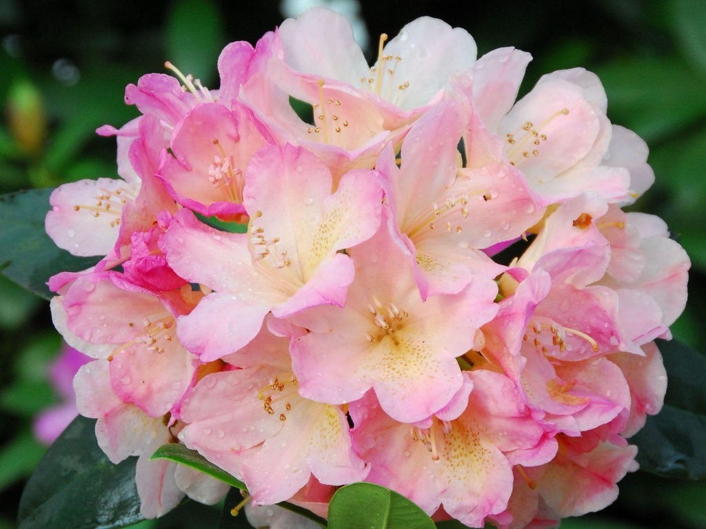Rhododendron yakushimanum 'Percy Wiseman'