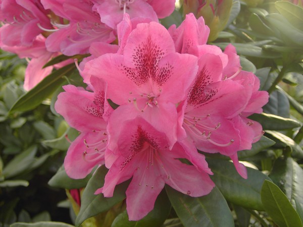 Rhododendron 'Cosmopolitan'