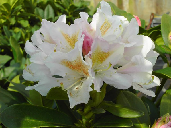 Rhododendron 'Cunningham's White'