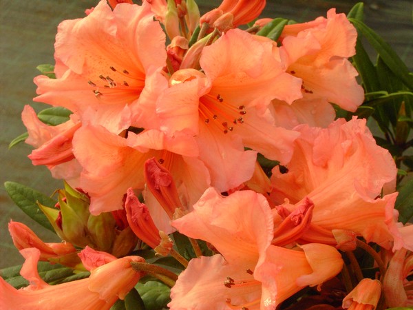 Rhododendron 'Tortoiseshell orange'