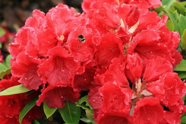 Rhododendron 'Red Jack'