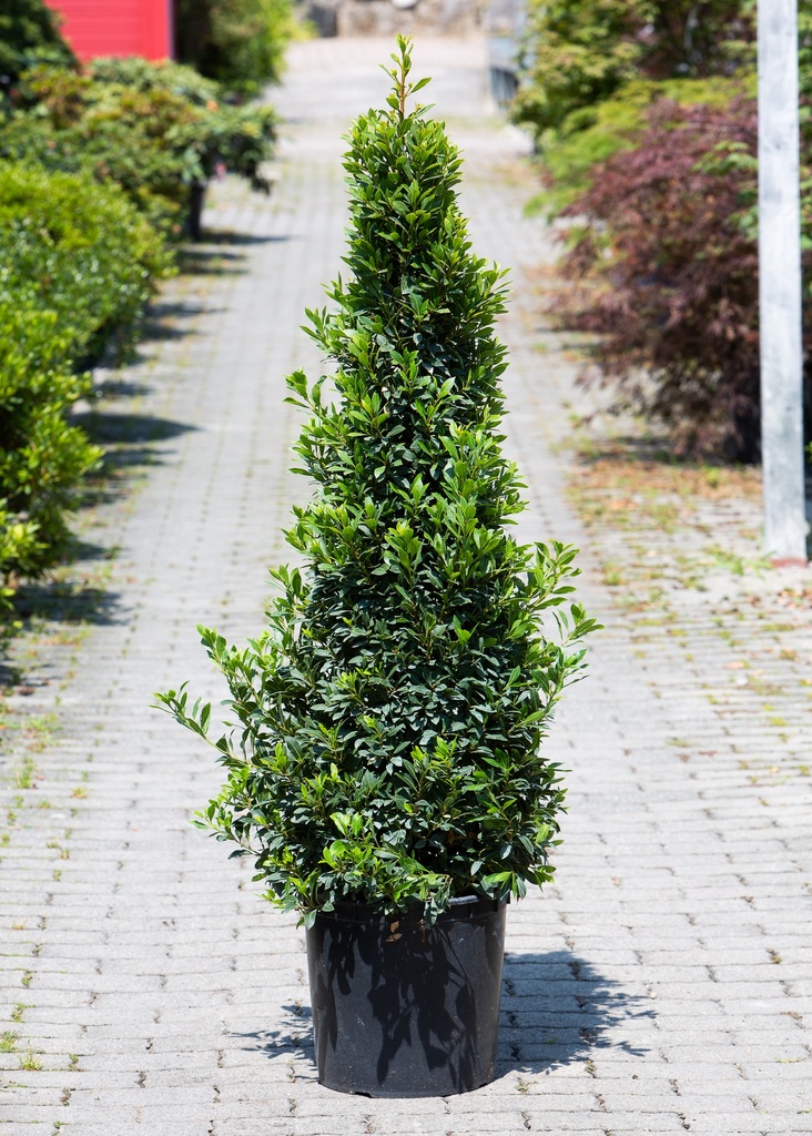 Laurus nobilis 'Baby Junior'