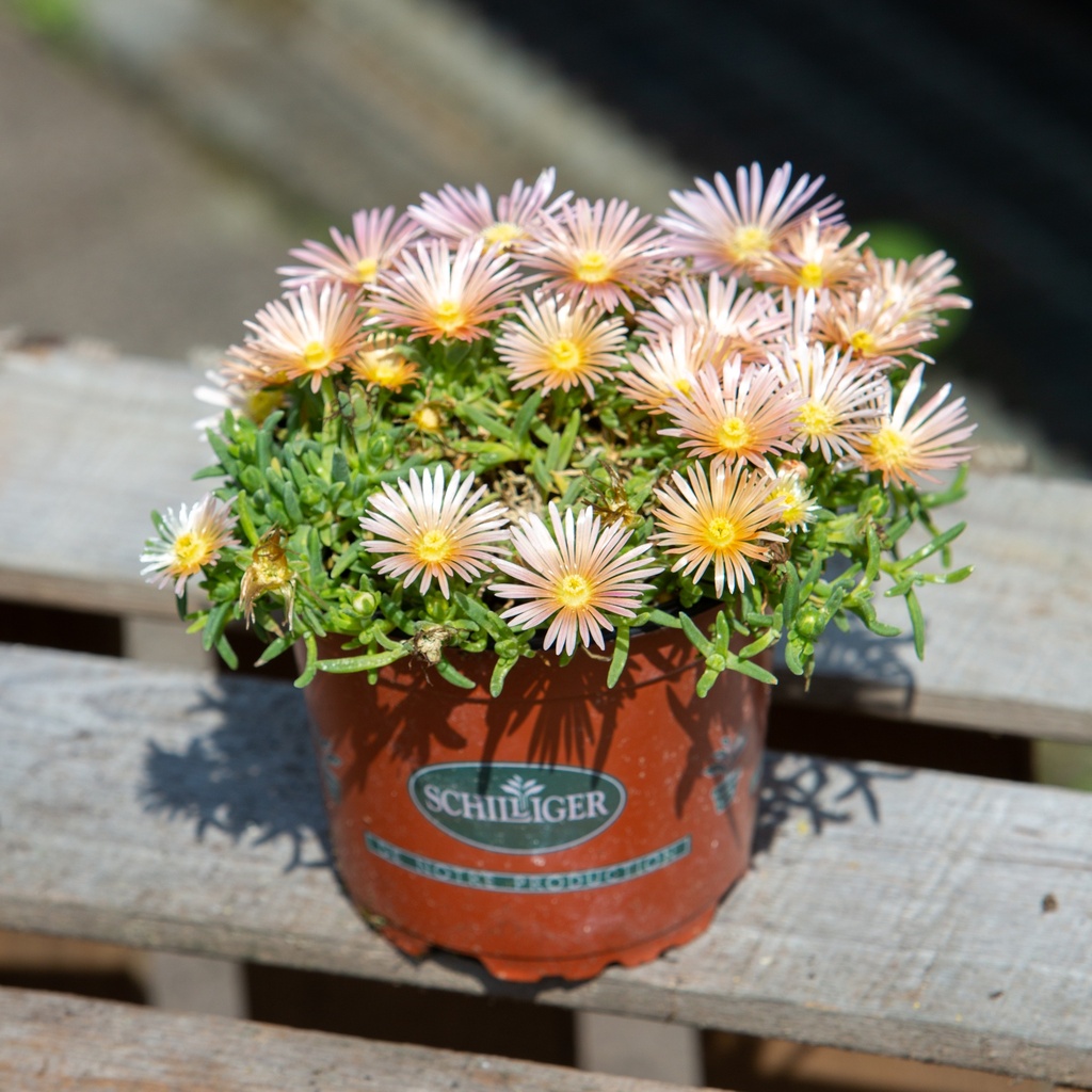 Delosperma 'Mosa Verde'