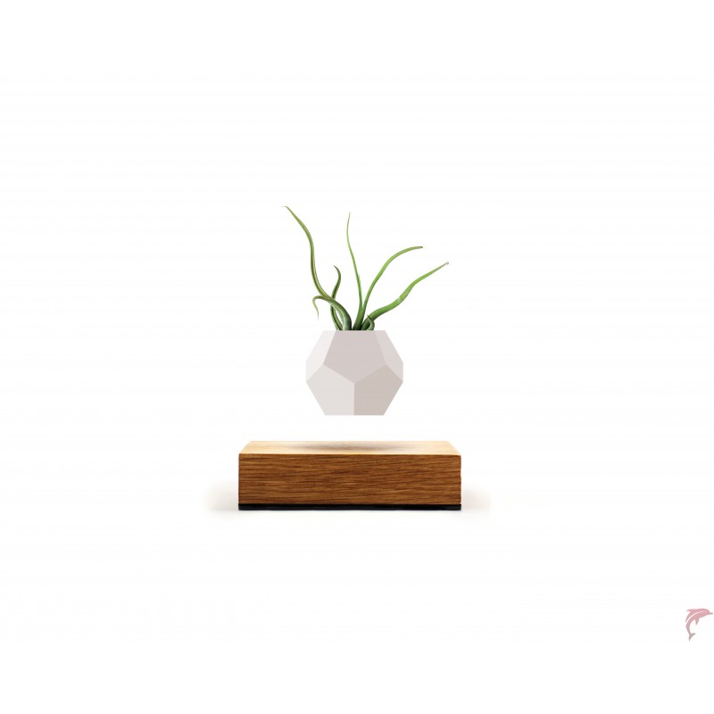 Lyfe Planter Chêne