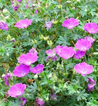 Geranium sanguineum 'Max Frei'