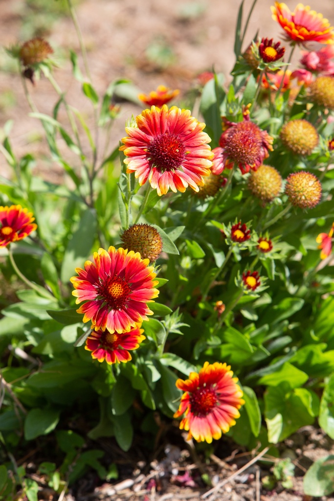 Gaillardia 'Kobold'