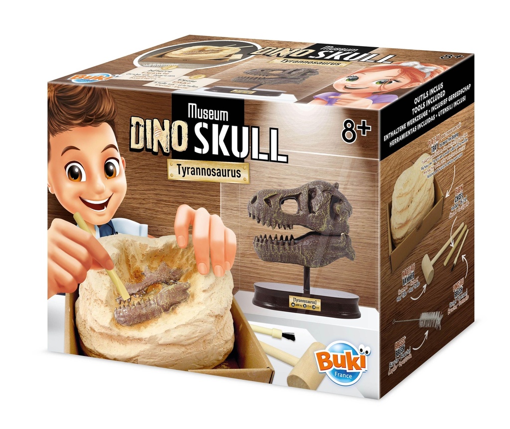 T-Rex Museum Skull 