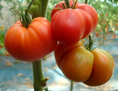 Tomate 'Brandywine'