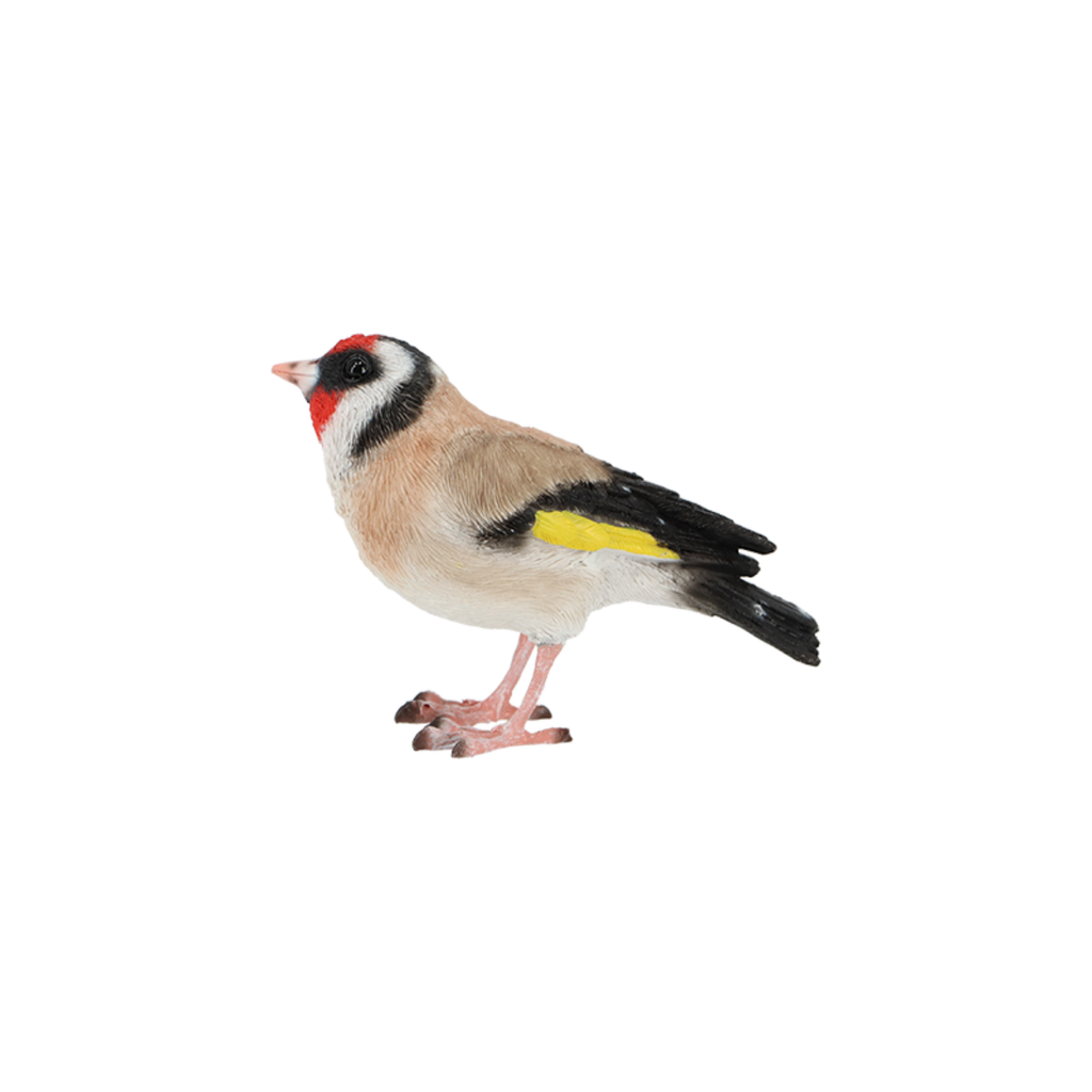 Chardonneret élégant