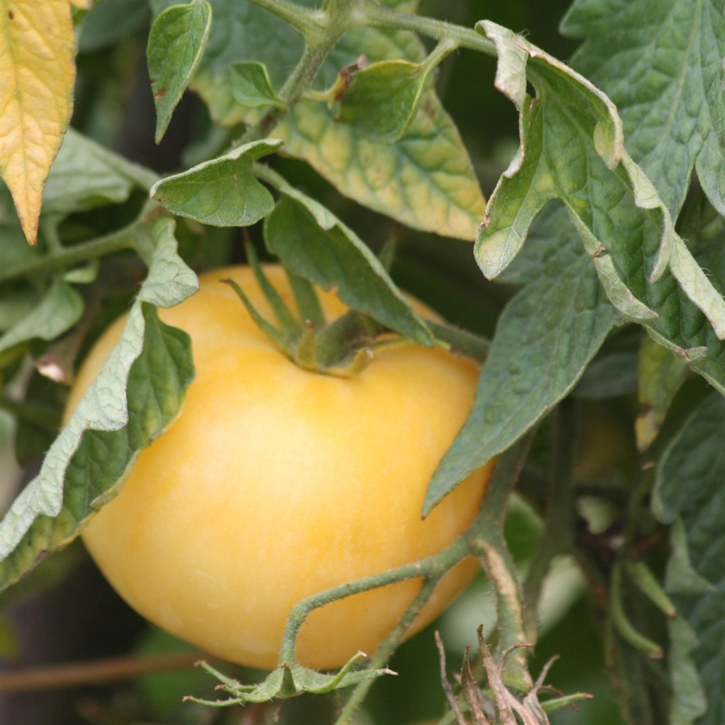 Tomate 'White Wonder'