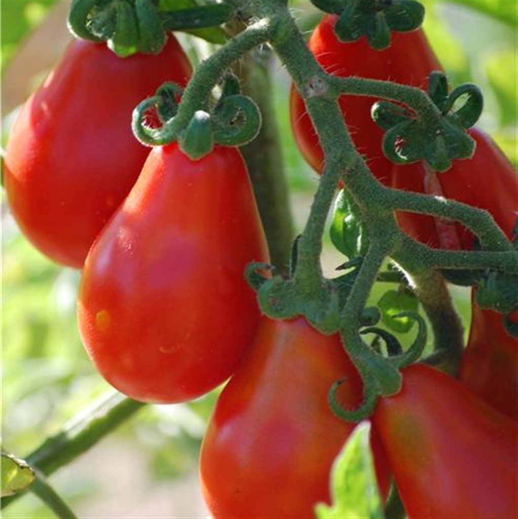 Tomate 'Red Pear'