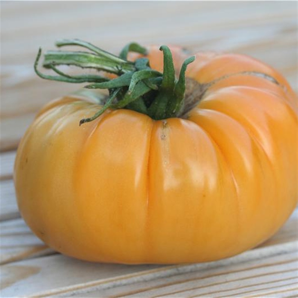Tomate 'Summer Cider'
