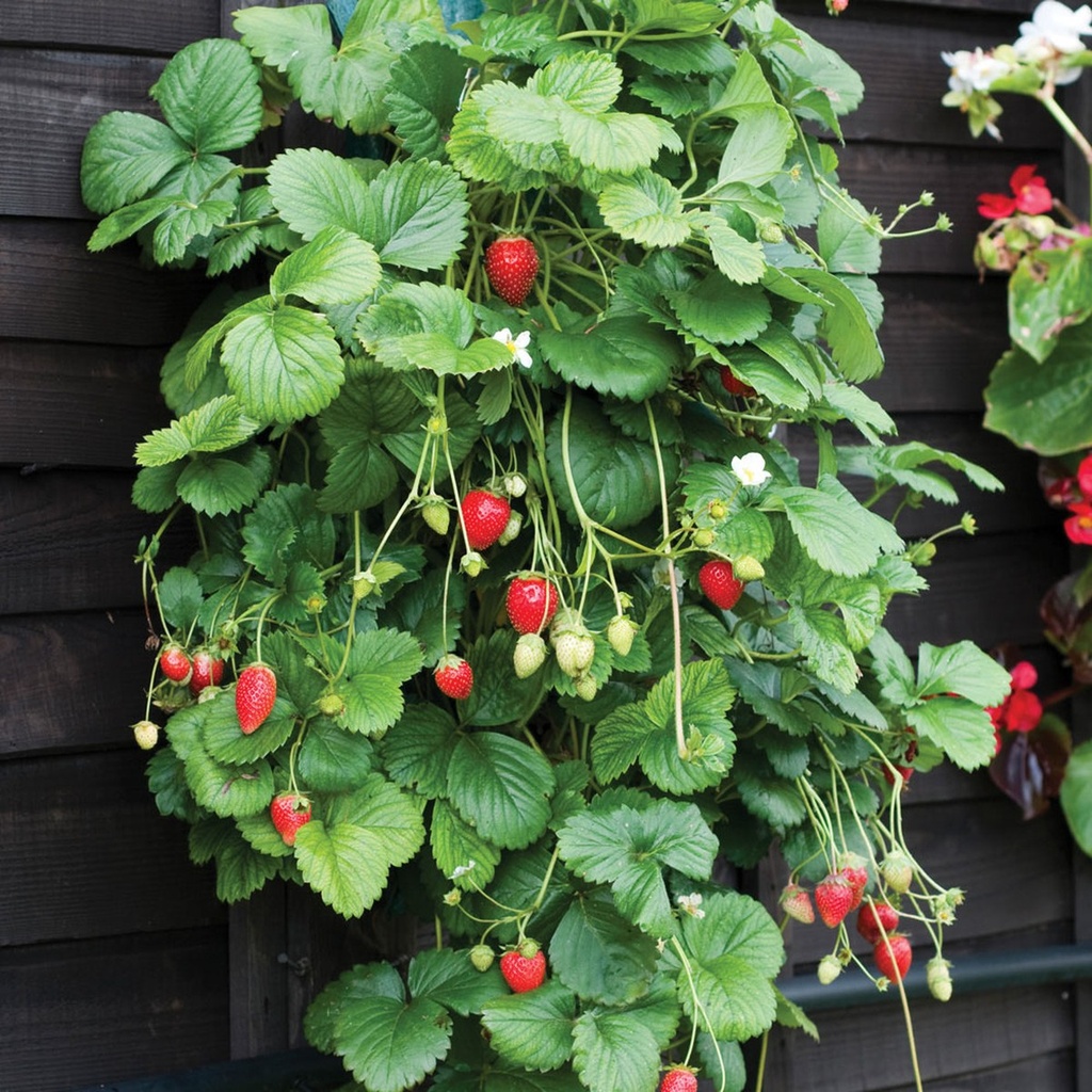 Fraisier 'Mara des Bois'