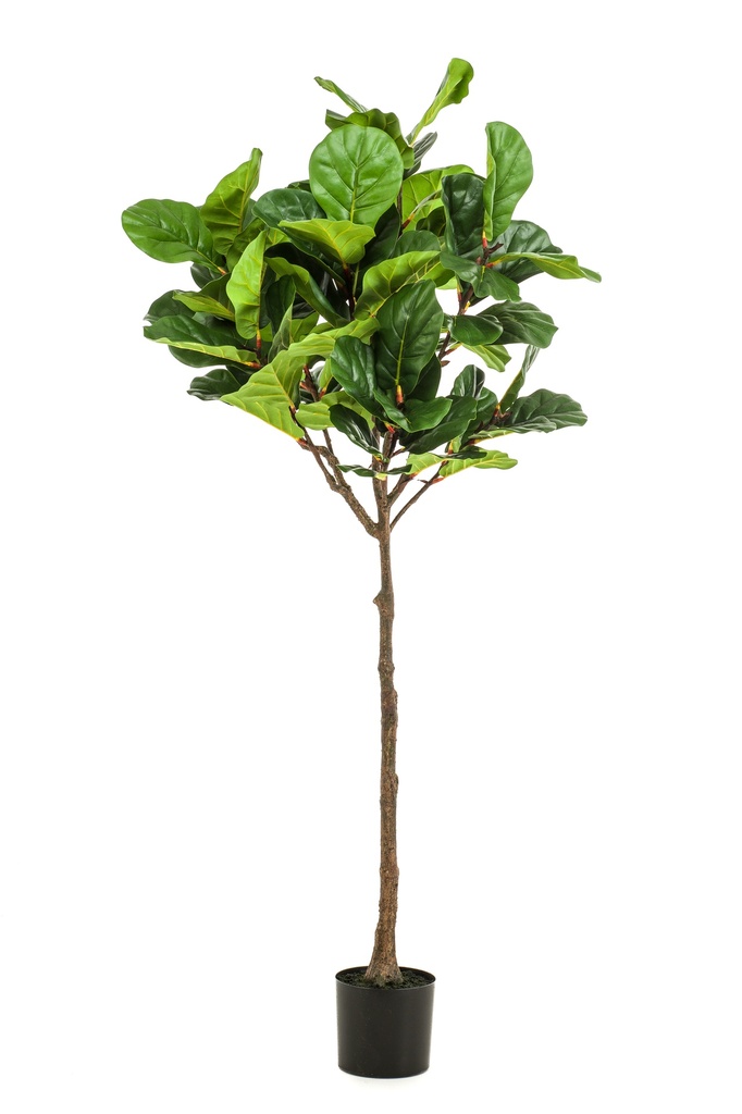 Ficus lyrata umbrella artificiel