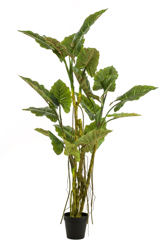 Colocasia artificiel