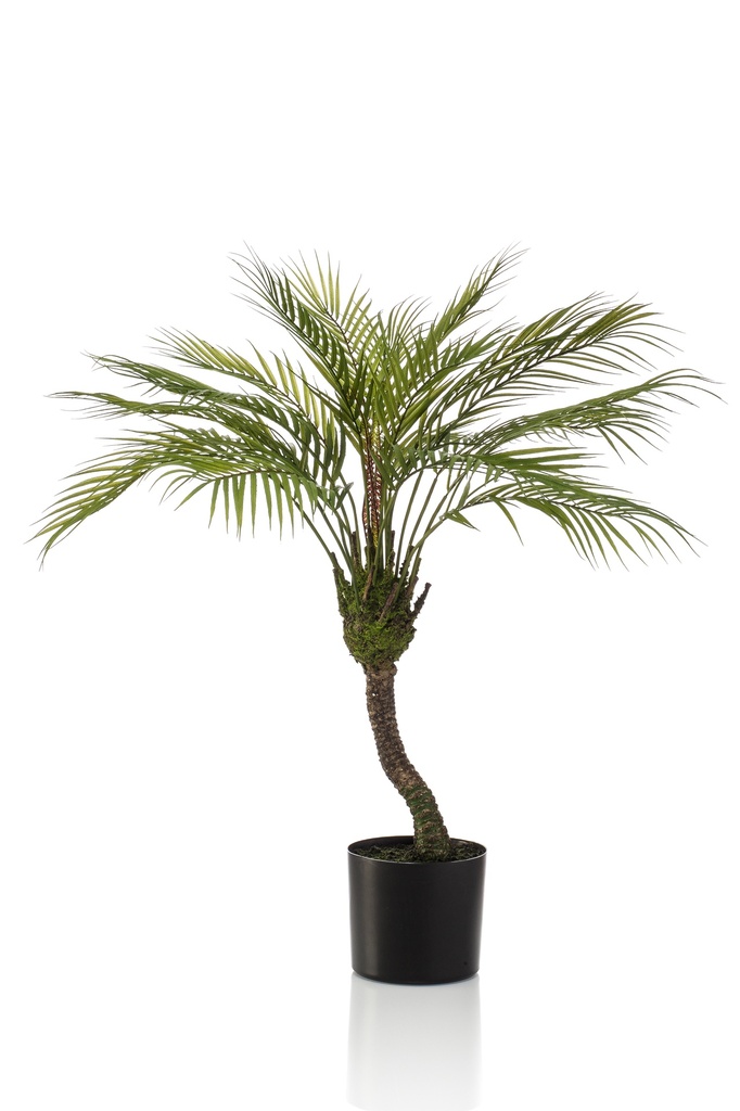 Palmier Chamaedorea sur tronc artificiel