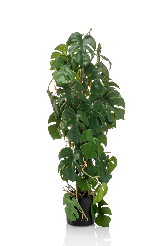 Monstera sur tuteur artificiel
