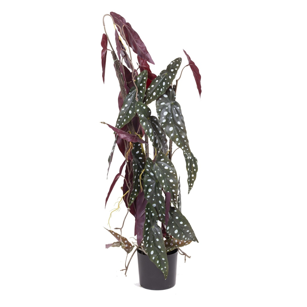 Begonia maculata sur tuteur artificiel