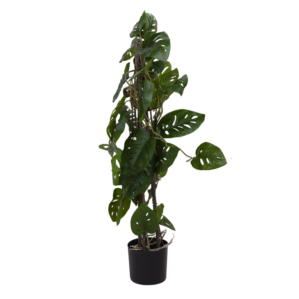 Monstera monkey sur tuteur artificiel