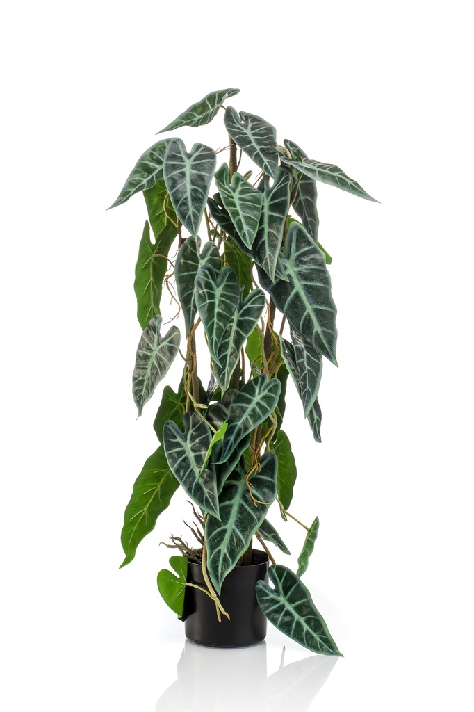 Alocasia sur tuteur artificiel