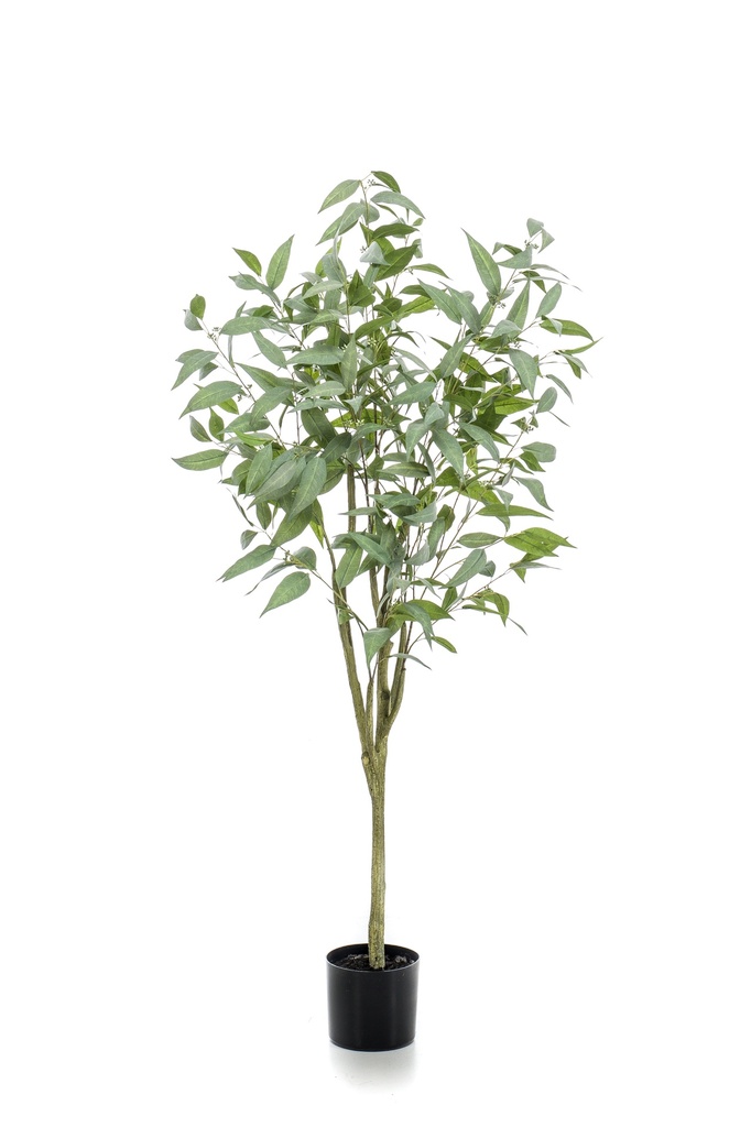 Eucalyptus globulus artificiel