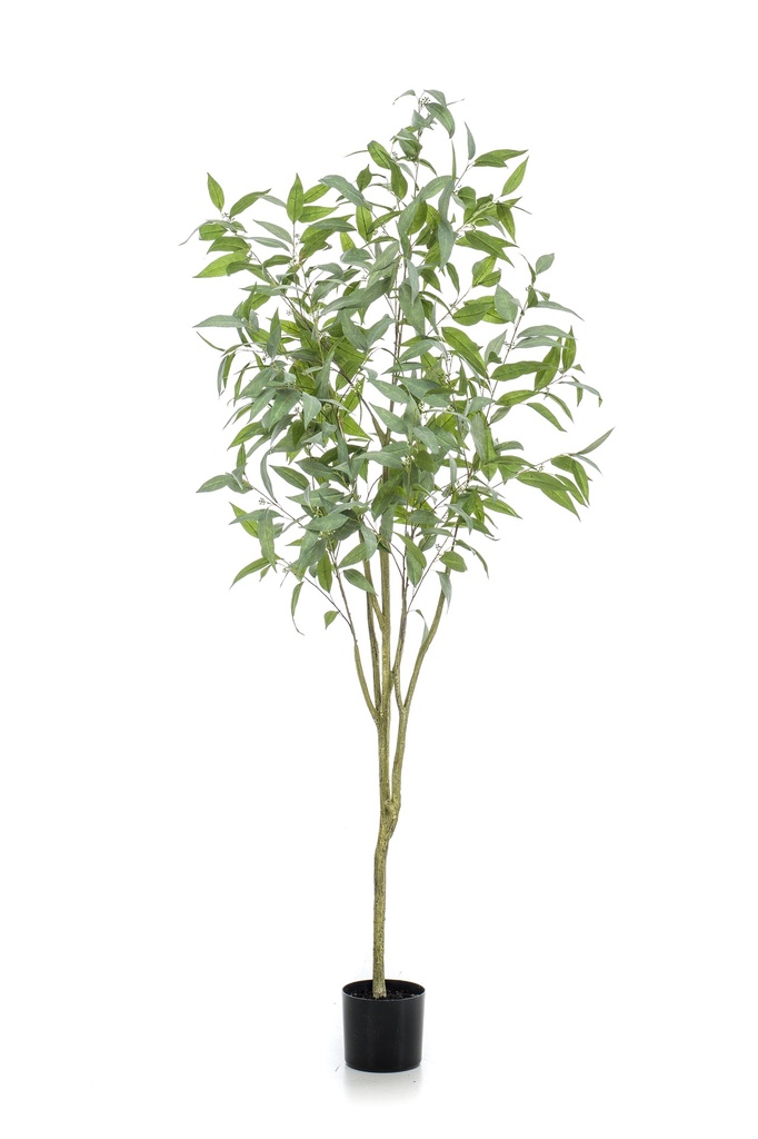 Eucalyptus globulus artificiel
