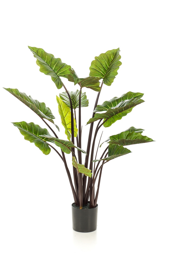 Colocasia artificiel