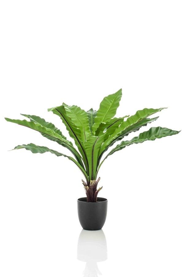Asplenium artificiel