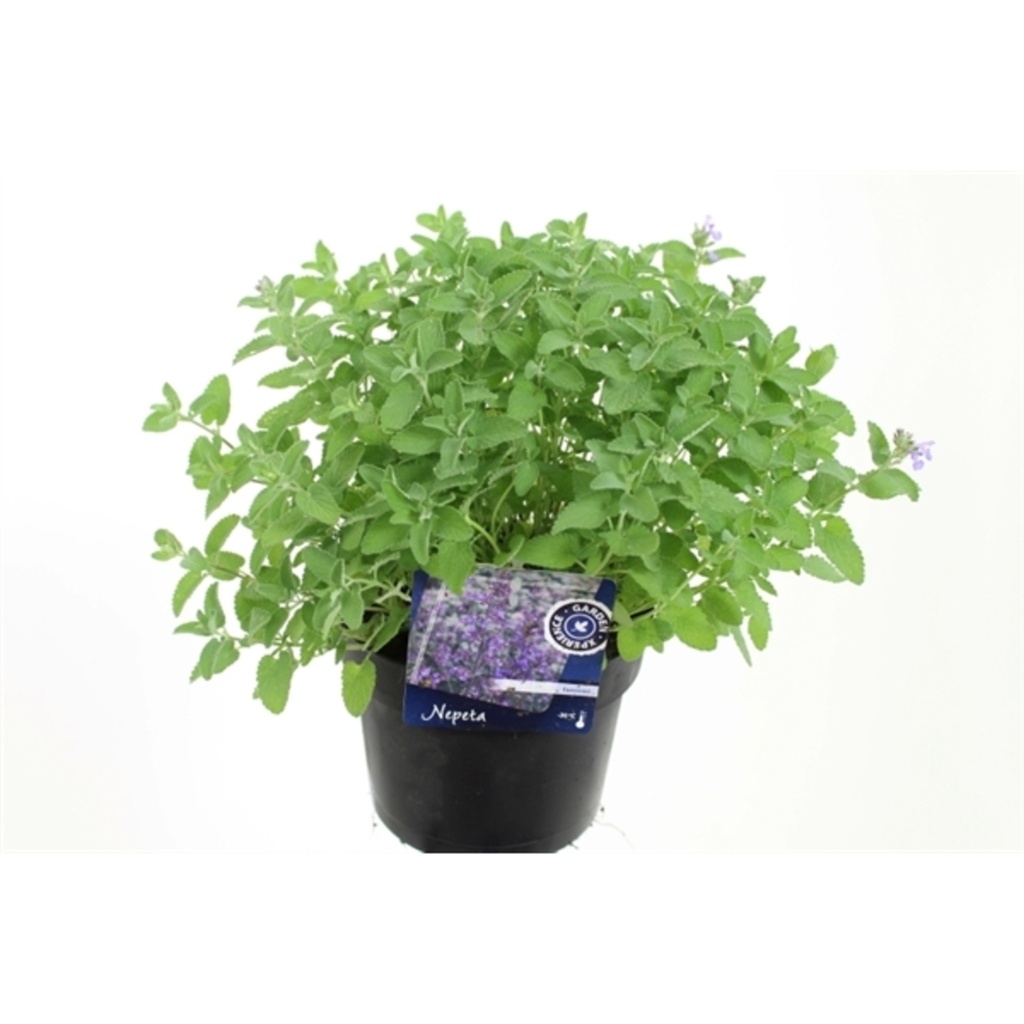 Nepeta x faassenii